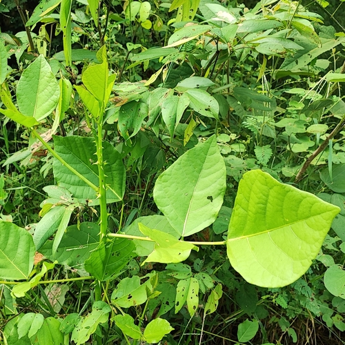 Erythrina speciosa