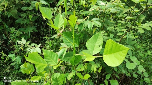 Erythrina speciosa
