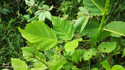 Erythrina speciosa
