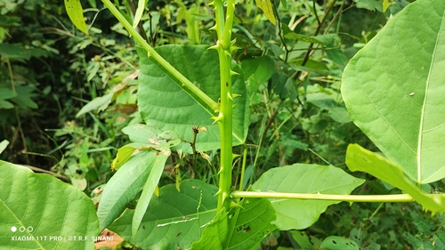 Erythrina speciosa