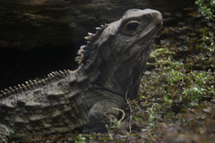 Tuatara photo 4