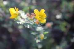 Chamaecrista greggii