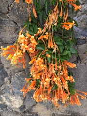 Pyrostegia