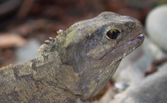 Tuatara photo 5
