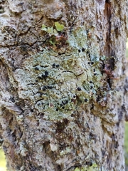 Mycoblastus sanguinarius