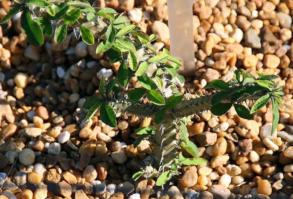 Euphorbia beharensis