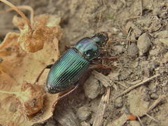Harpalus affinis