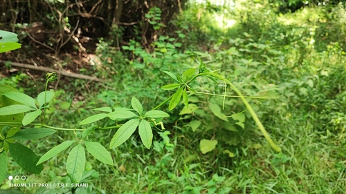 Image of Passiflora cincinnata by (c) Thomaz Ricardo Favreto Sinani, some rights reserved (CC BY)