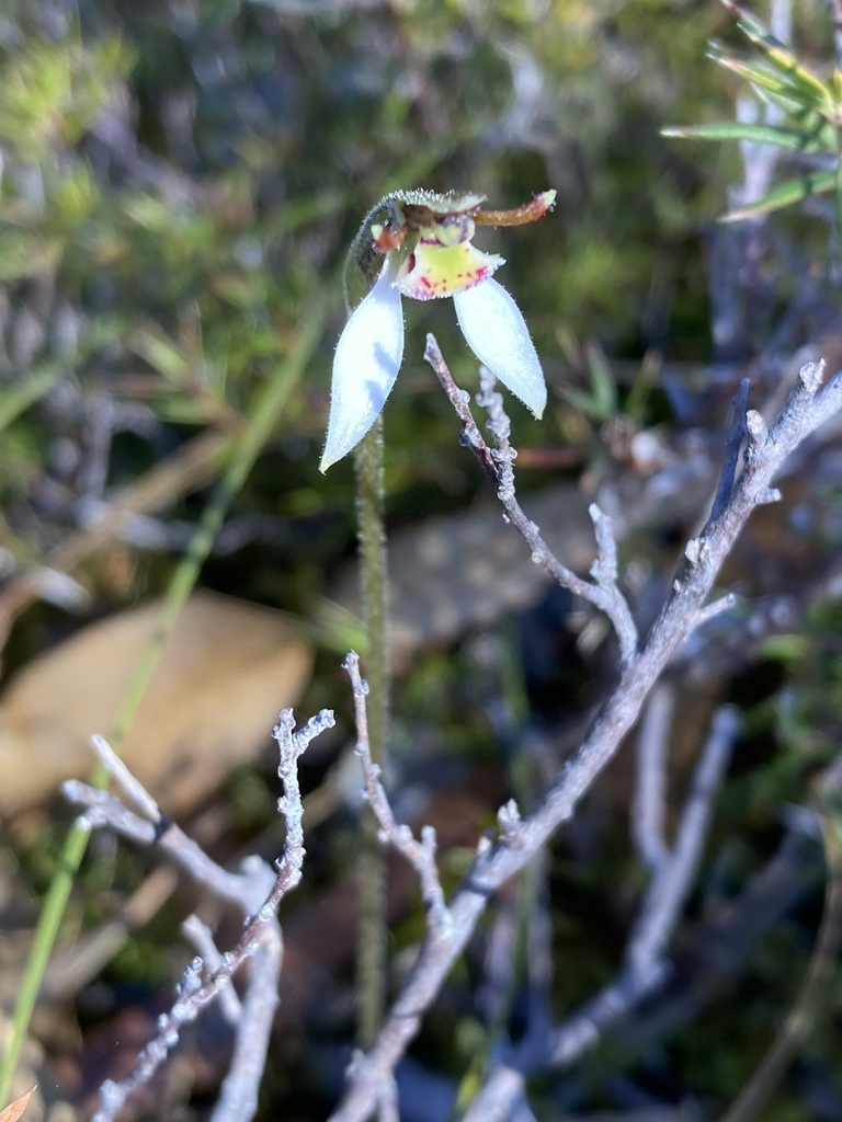 Parson's Band orchid from Belair National Park, Belair, SA, AU on April ...