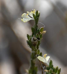 Henrya insularis