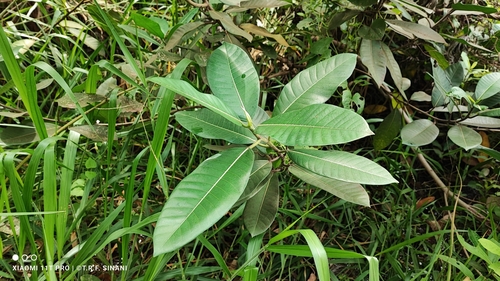 Foto de Gameleira-branca