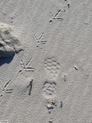 Chroicocephalus cirrocephalus