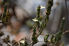 Henrya insularis