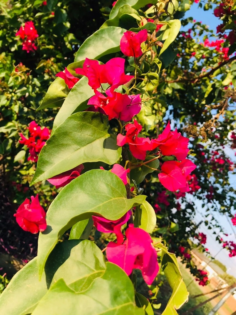 Bougainvillea climbing over a wall