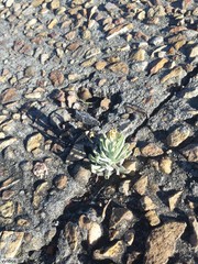 Pseudognaphalium undulatum