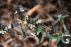 Henrya insularis