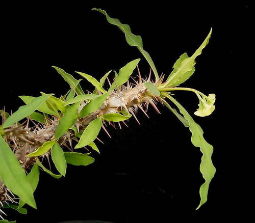 Euphorbia capuronii