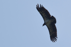 Sarcoramphus papa image