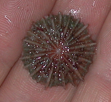 Fungiacyathus fragilis