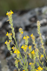 Linaria saxatilis