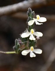 Henrya insularis