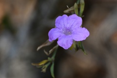 Ruellia breedlovei