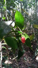 Dichapetalum