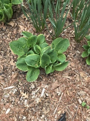 Hosta