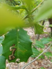 Phytomyza ilicis group