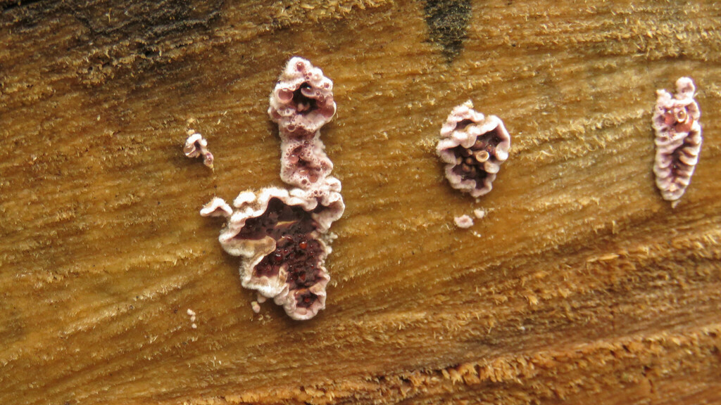 Chondrostereum purpureum · April 2024 · photo: © ariadnat (iNaturalist, cc-by)