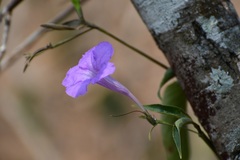 Ruellia breedlovei
