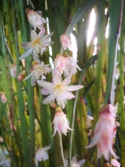 Pfeiffera boliviana