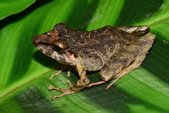 Pristimantis lanthanites
