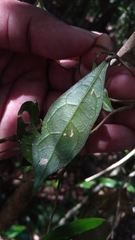 Dichapetalum