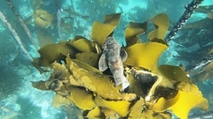 Haploblepharus pictus