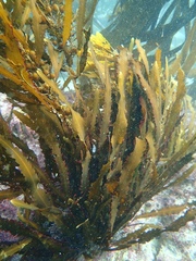 Anthophycus longifolius