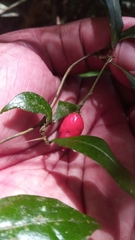 Dichapetalum