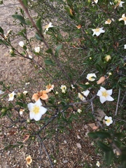 Lindleya mespiloides