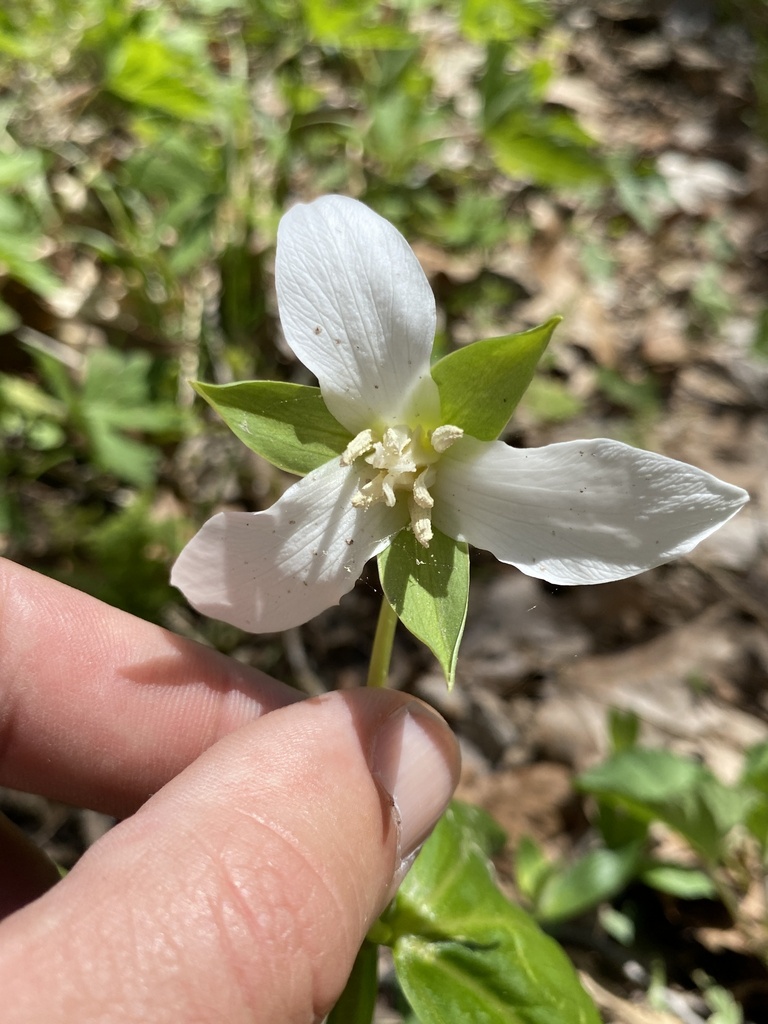 drooping trillium in April 2024 by Jim Oehmke · iNaturalist