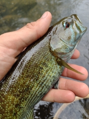 Cahaba Bass photo 5