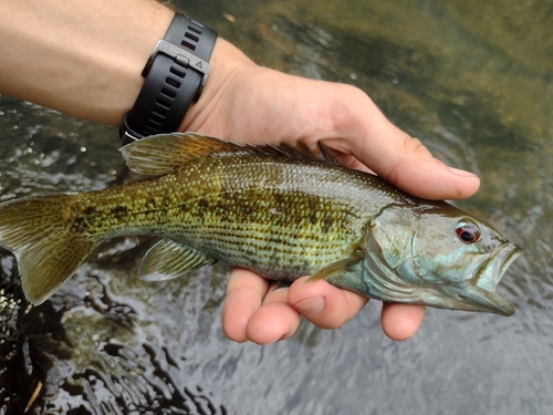 Cahaba Bass