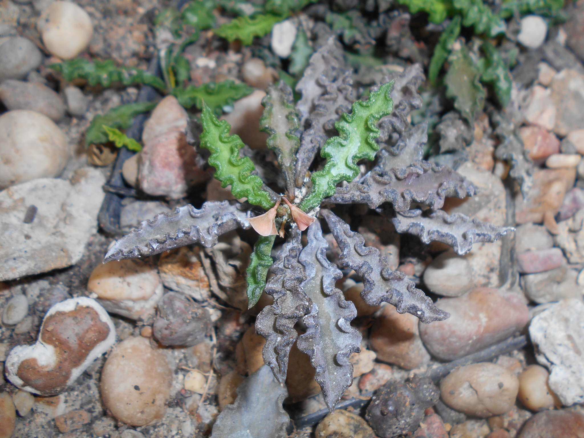 Euphorbia decaryi
