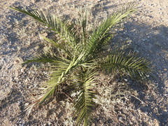 Phoenix dactylifera
