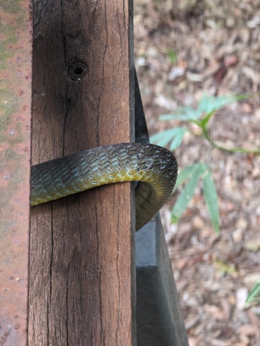 Common Tree Snake sighting
