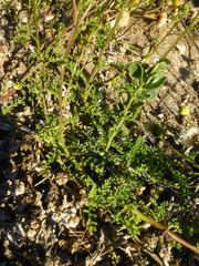 Nidorella pinnatifida