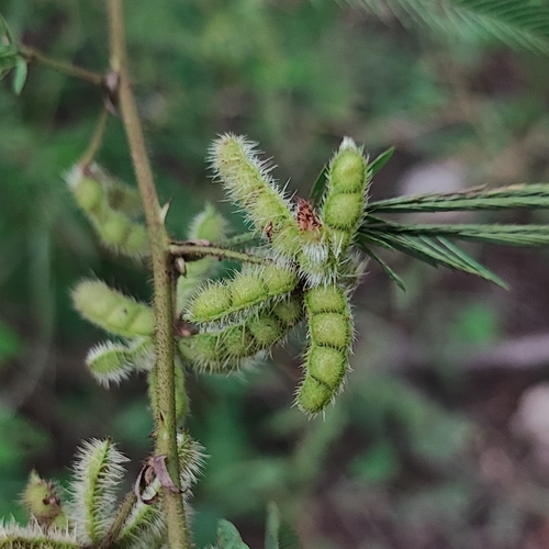 Mimosa polycarpa (Mimosa polycarpa)