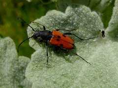 Anastrangalia laetifica