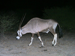 Oryx gazella