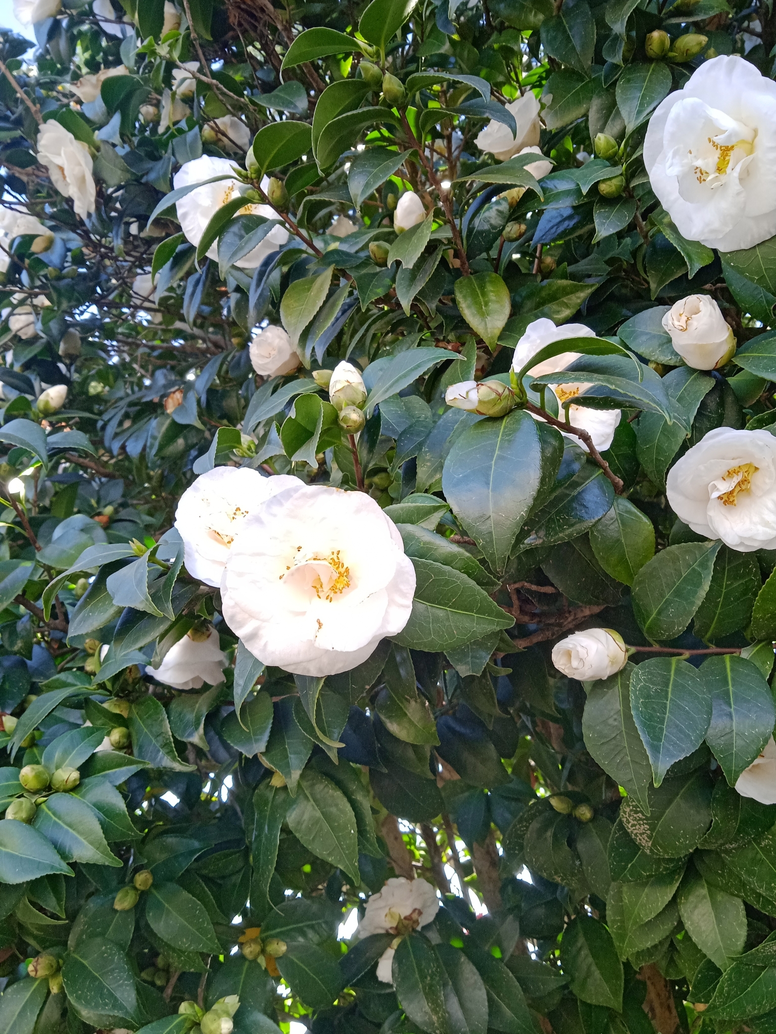 Camellia japonica