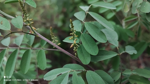 Image of Indigofera suffruticosa by (c) Thomaz Ricardo Favreto Sinani, some rights reserved (CC BY)